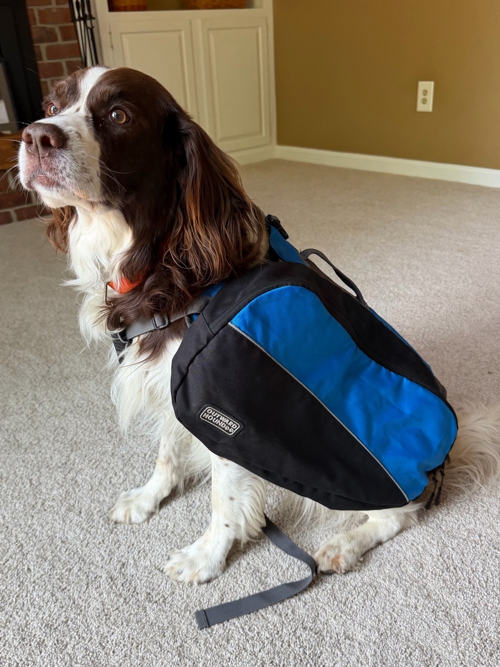 Outward hound dog hiking 2piece backpack LARGE DOG